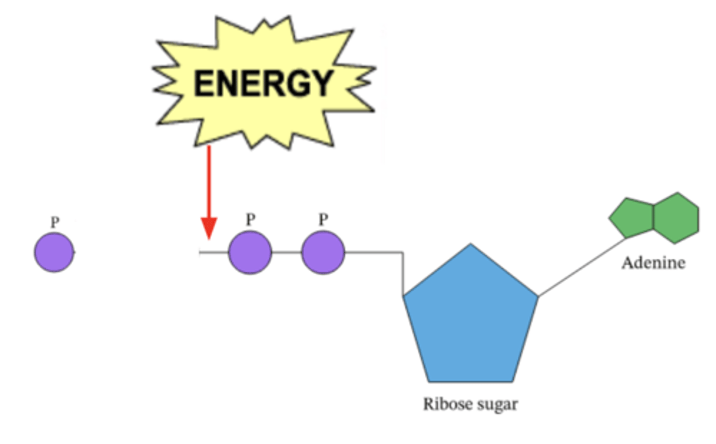 <p>Adenosine Triphosphate - an immediately available source of energy cells use to do work</p>