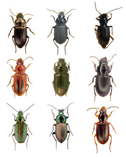 <p>Ground Beetles</p><p>Order Coleoptera</p>