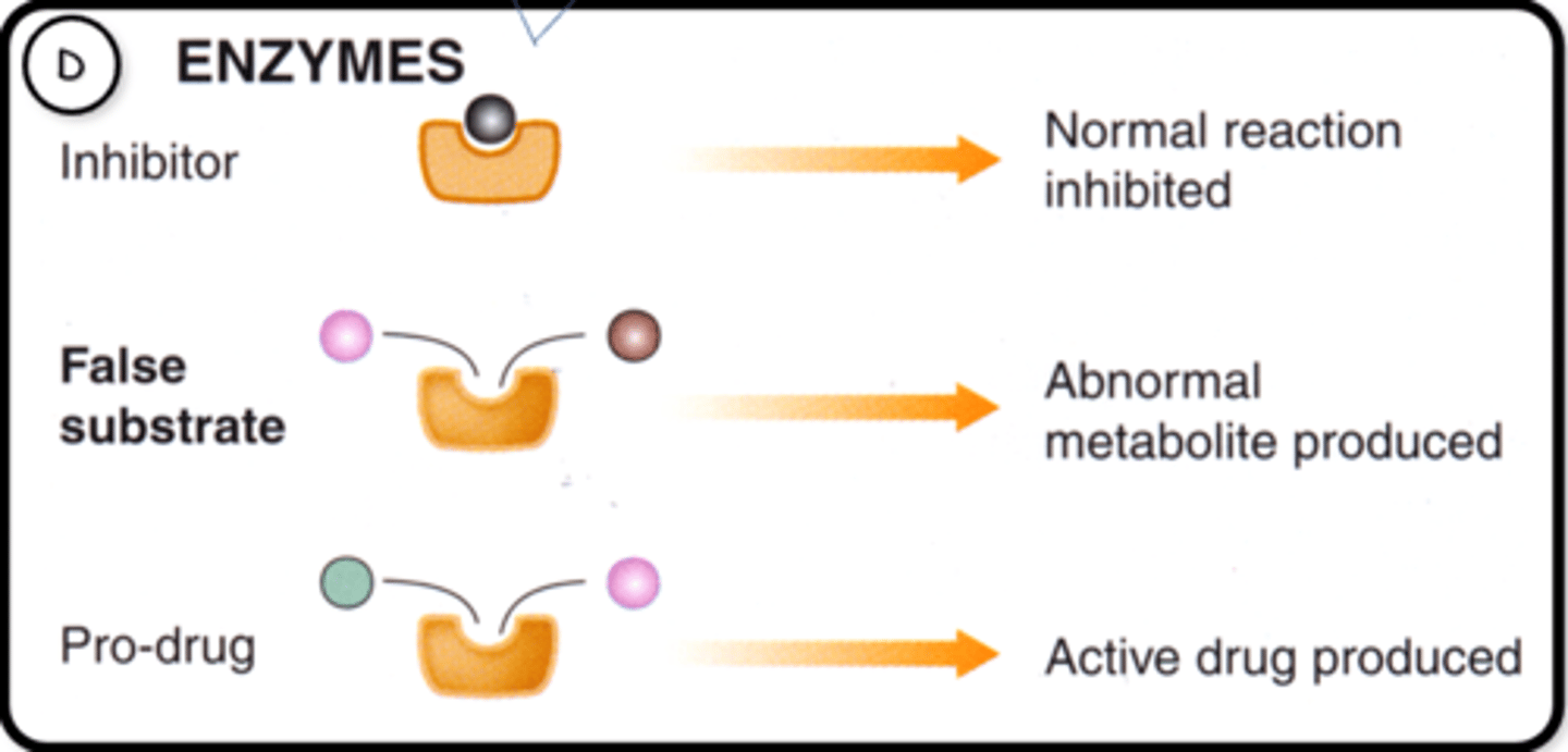 <p>Inhibitor:</p><p>-Bind to the active site or allosteric site (competitive and non-competitive inhibition) to inhibit normal action</p><p>False substrate:</p><p>-Competitively inhibit the enzyme and result in a false substrate being produced</p><p>Pro-drug:</p><p>-Drug has similar shape to the active site of target enzyme, so once the enzyme binds and acts on it, an active drug is produced</p>