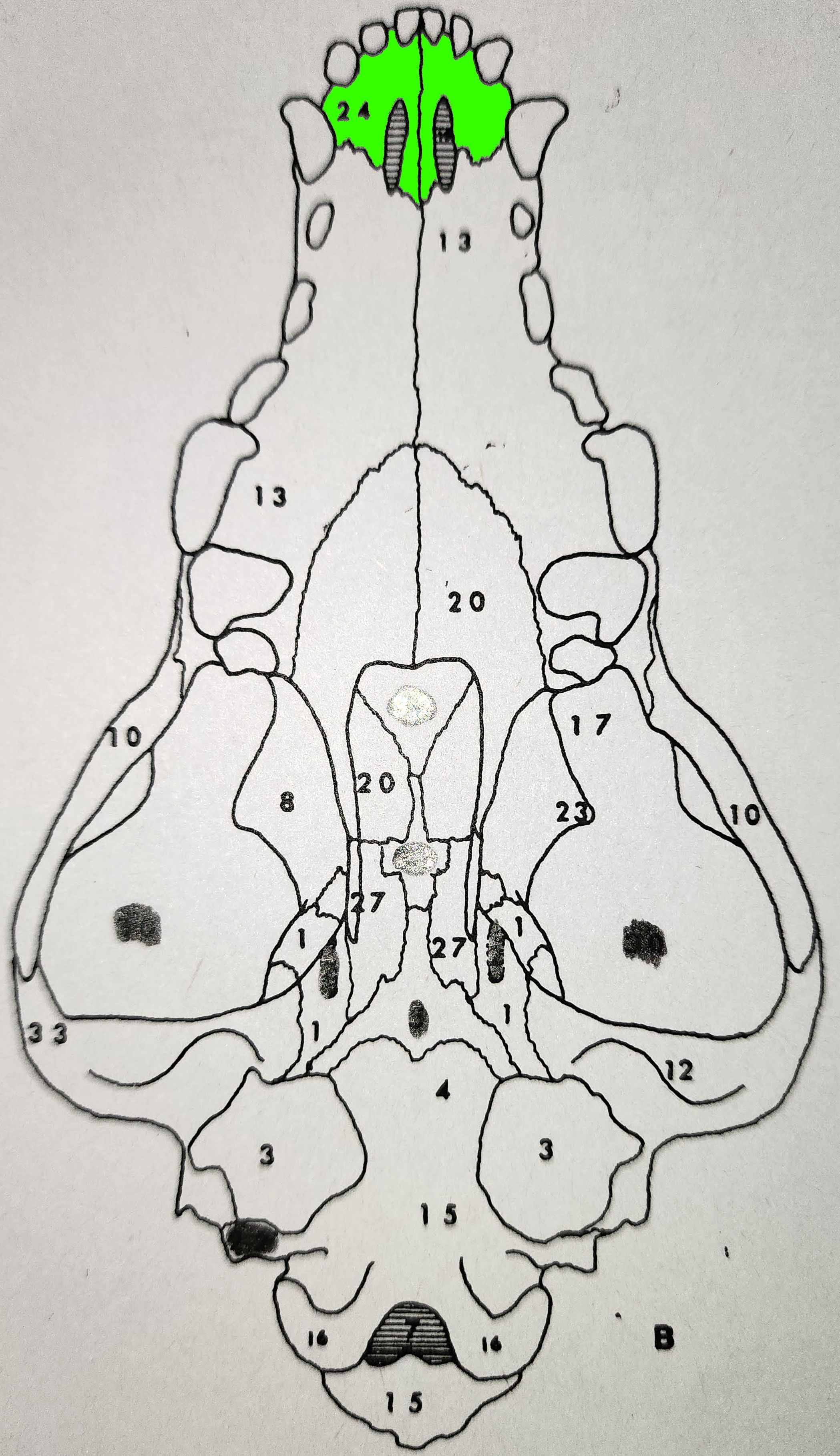 knowt flashcard image