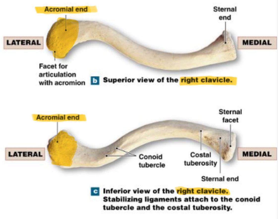 <p>acromial end</p>