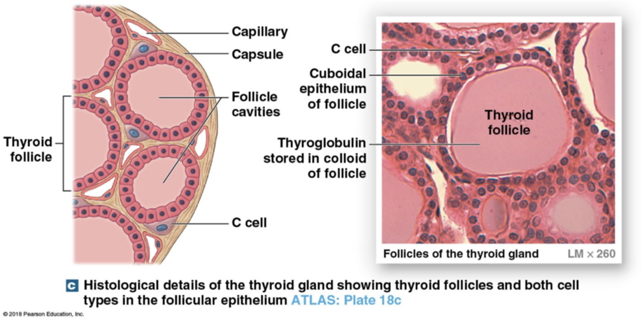 <p>Release thyroid hormones (T4 and T3)</p><p>Where receptors are for TSH (produced and released into bloodstream depending on TSH and iodine levels </p><p>Follicle cavity is filled with sticky substance </p>