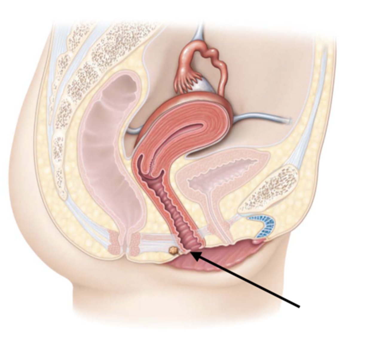 <p>fold of membrane found near the opening of the vagina</p>