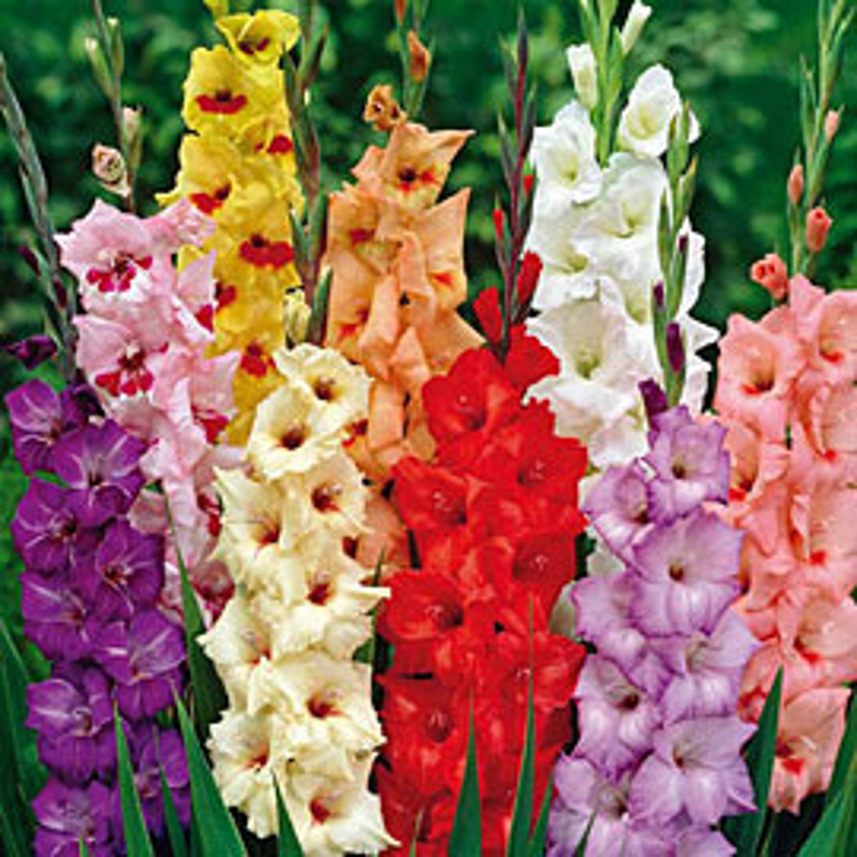 <p>Gladiolus x hortulanus</p>