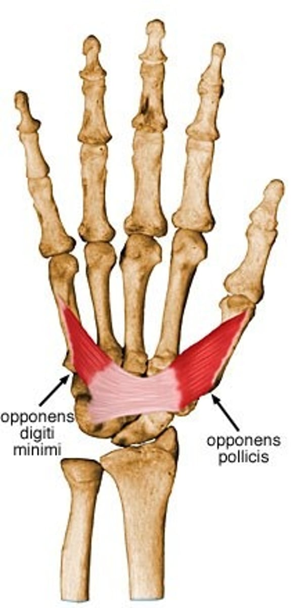 <p>Origin trapezium and transverse carpal ligament</p><p>Insertion metacarpal bone of the thumb on its radial side</p><p>Nerve Recurrent branch of the median nerve</p><p>Actions Flexion of the thumb's metacarpal at the first carpometacarpal joint, which aids in opposition of the thumb</p>