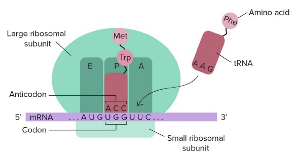 Ribosomes
