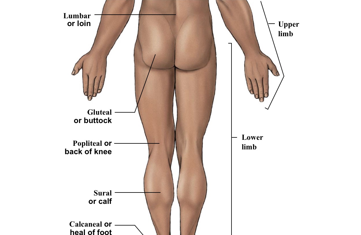 <p>Buttox</p>