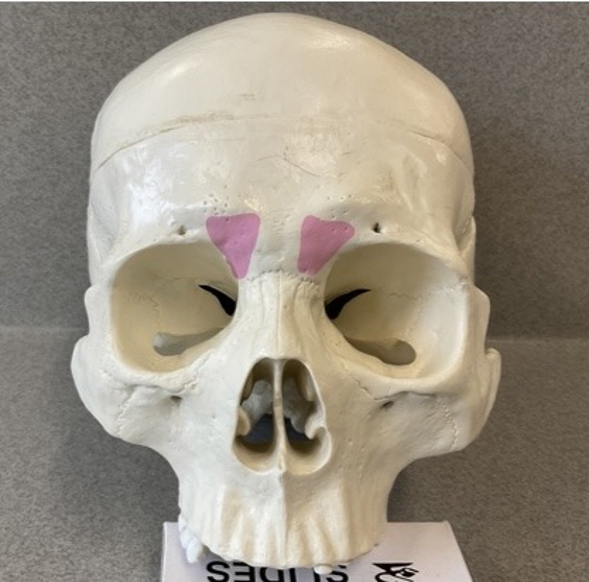 knowt flashcard image