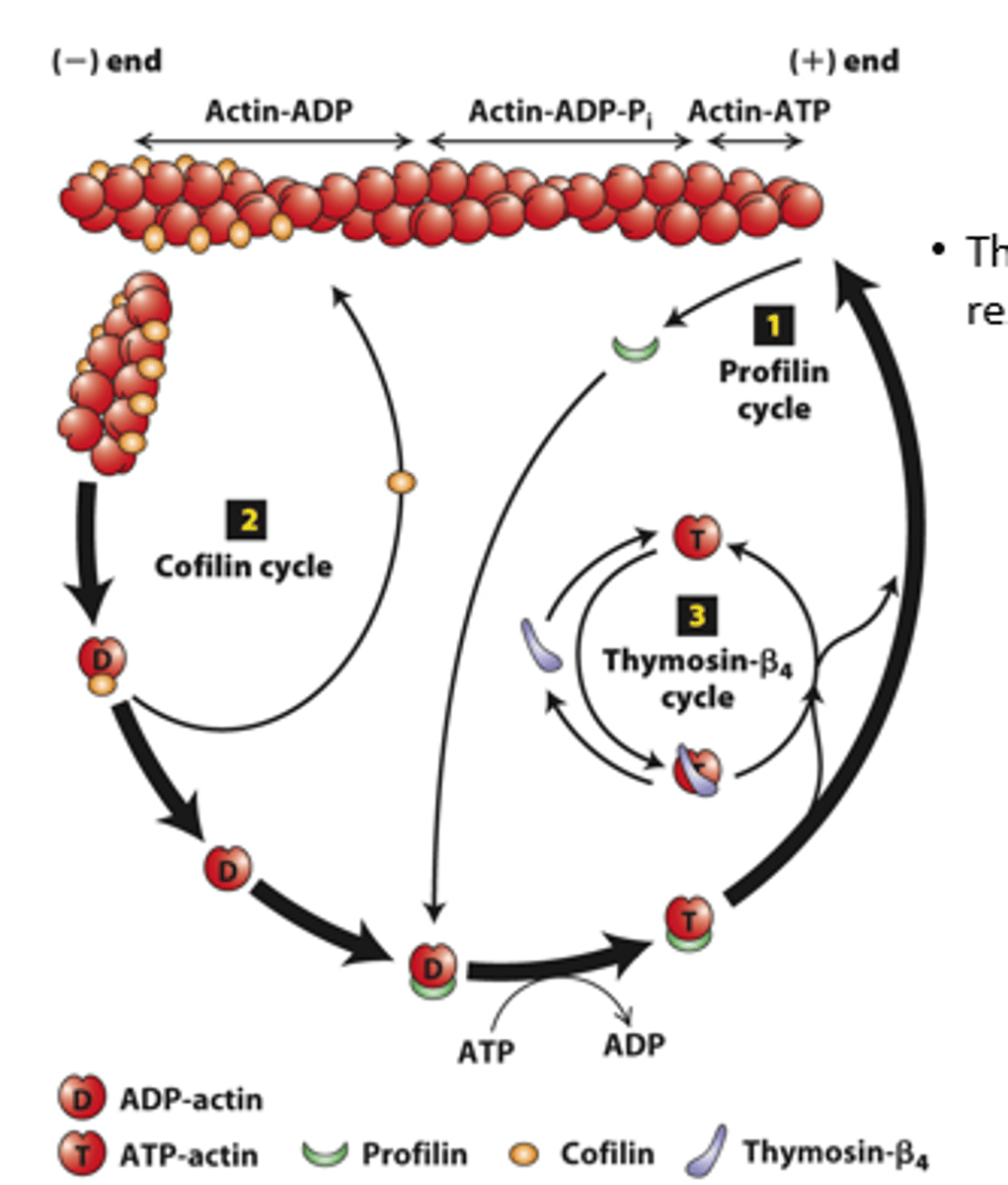 <p>profilin (cycle 1): Profilin binding sterically __________ ATP-G-actin assembly on the filament (-) end but allows the unblocked G-actin monomer end to assemble onto the filament (+) end</p>