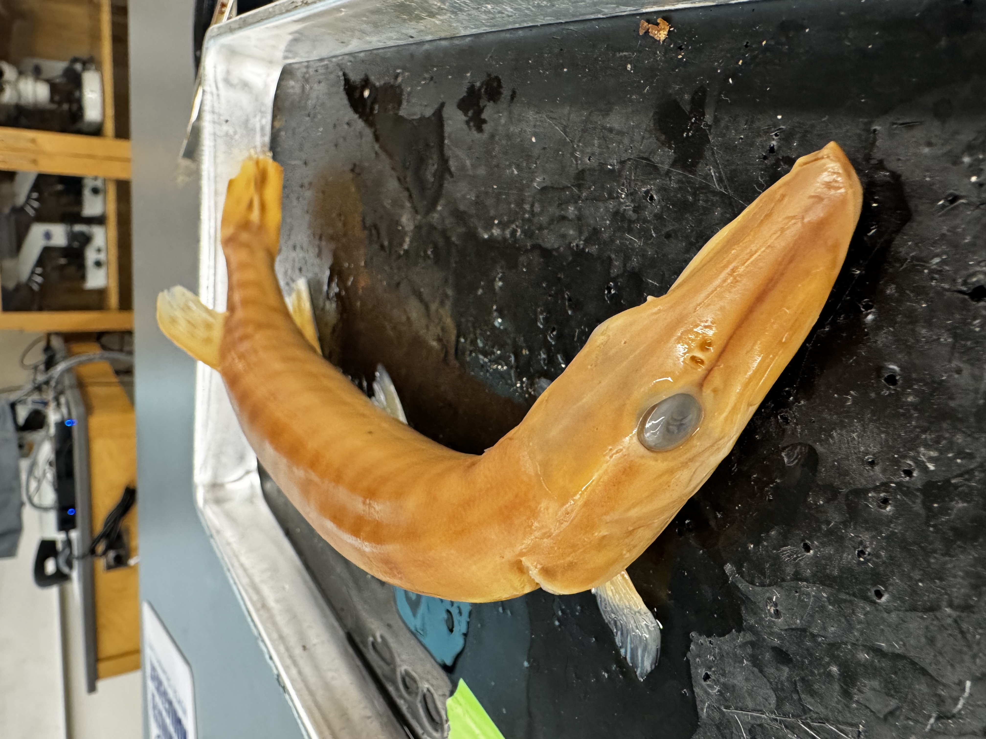 <p>Family:<br>Species:</p><p>Scientific:</p>