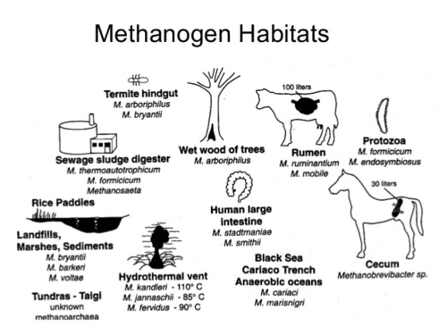 <p>prokaryotes that produce methane gas that live in oxygen free environments</p>