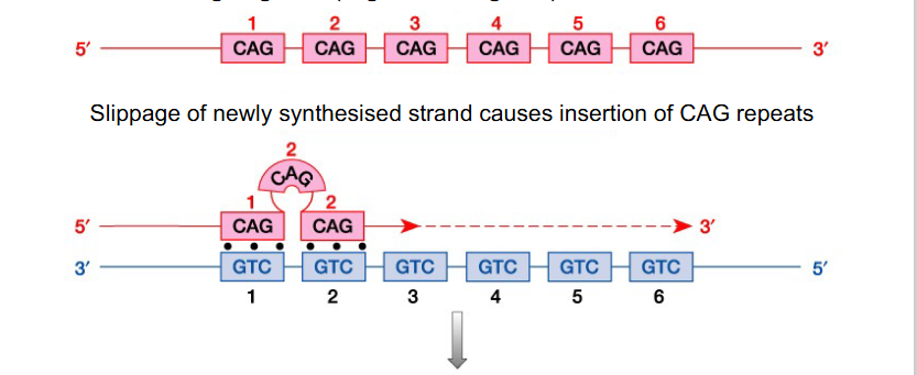 <p>Replication Slippage</p>