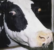 <p><span data-name="black_small_square" data-type="emoji">▪</span> Majority of infected calves show NO clinical signs</p><p><span data-name="black_small_square" data-type="emoji">▪</span> If abnormalities present in calves, then:</p><p><span data-name="black_small_square" data-type="emoji">▪</span> Underweight</p><p><span data-name="black_small_square" data-type="emoji">▪</span> Unable to stand</p><p><span data-name="black_small_square" data-type="emoji">▪</span> Flexed or hyper-extended limbs</p><p><span data-name="black_small_square" data-type="emoji">▪</span> Lack of coordination</p><p><span data-name="black_small_square" data-type="emoji">▪</span> Decrease sensory perception</p><p><span data-name="black_small_square" data-type="emoji">▪</span> “Pop-eyed” (exophthalmos) &amp; asymmetry eyes</p><p><span data-name="black_small_square" data-type="emoji">▪</span> Birth defects like hydrocephalus</p><p><span data-name="black_small_square" data-type="emoji">▪</span> None of these signs are pathognomic for neosporosis</p>
