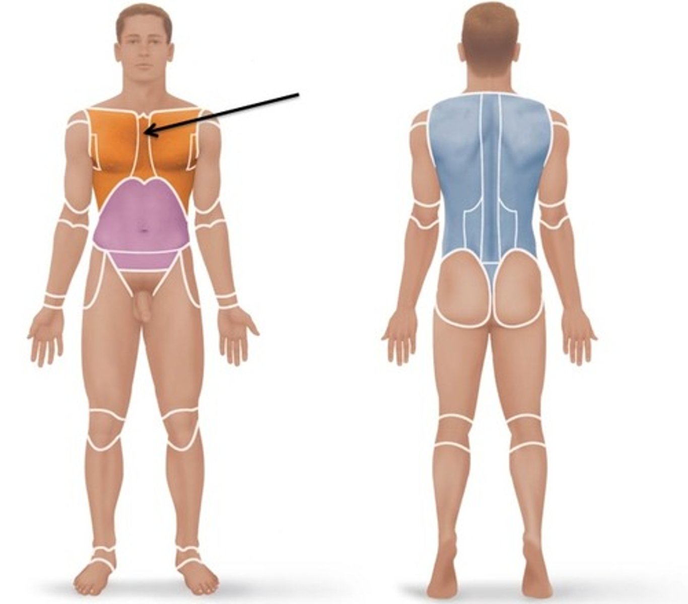 <p>breastbone area</p>