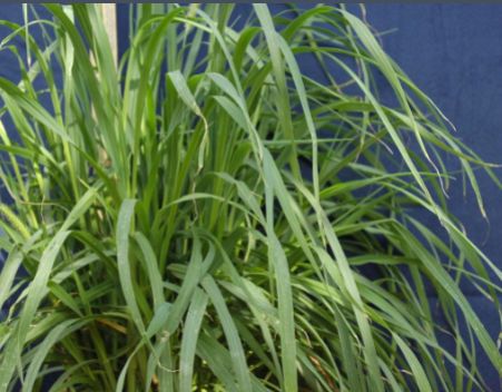 <p>Yellow foxtail&nbsp;</p>