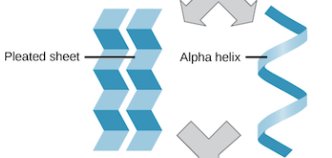 <p>coils and folds due to hydrogen bonding within the polypeptide backbone</p><p>B(beta) pleated sheet-hydrogen bonds between polypeptide chains lying side by side</p><p>A(alpha) helix- hydrogen bonding between every 4th AA</p>