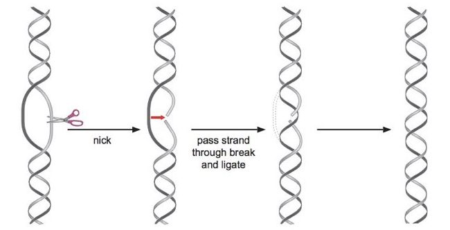 <p>It cleaves one strand of DNA to relieve supercoiling tension without requiring ATP</p>