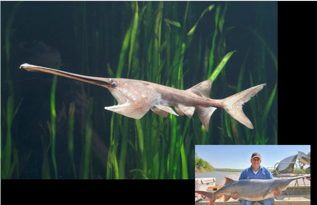 <p>Natural history for Polyodon sapthula a.k.a American Paddlefish </p>