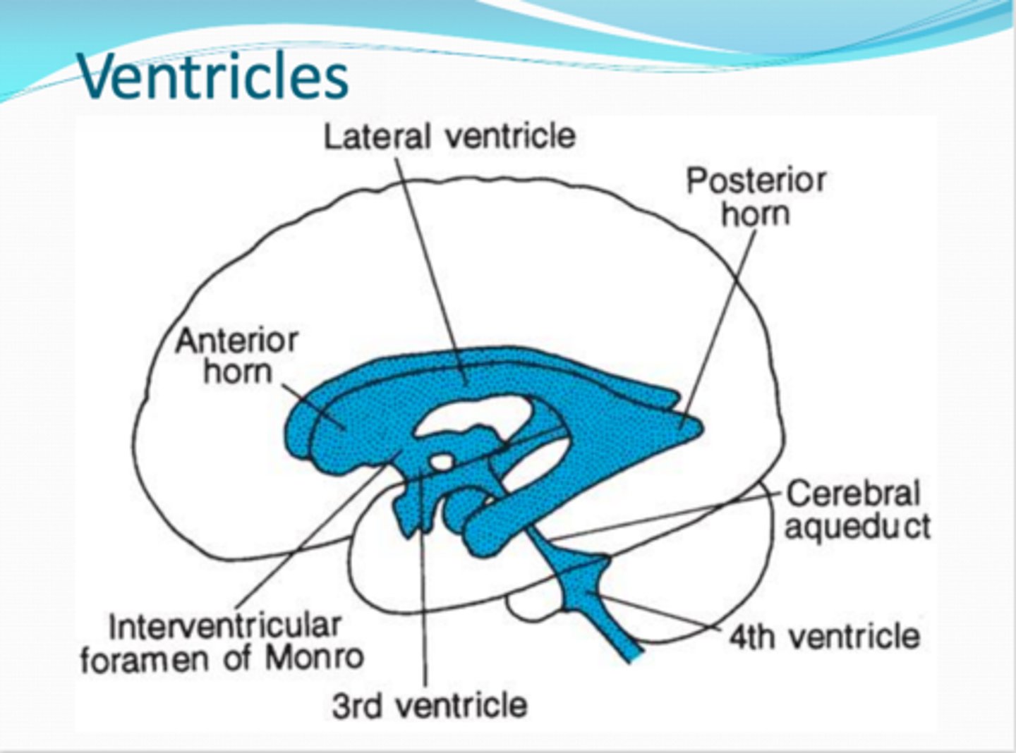 <p>located in the hindbrain (dorsal to pons and superior half of medula)</p><p>- continues to inferiorly as the central cavity in the spinal cord</p>