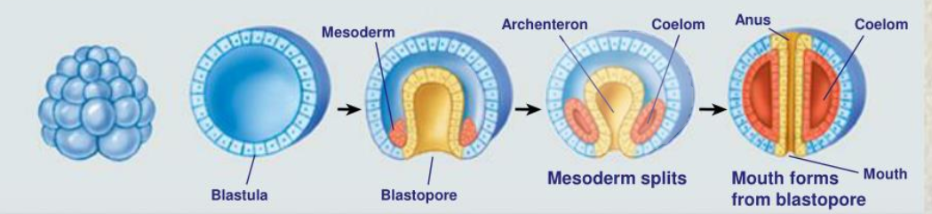 <p>The blastopore develops into the mouth</p><ul><li><p>Molluscs, Annelids, and Arthropods</p></li><li><p>Determinate Cleavage</p></li></ul><p></p>
