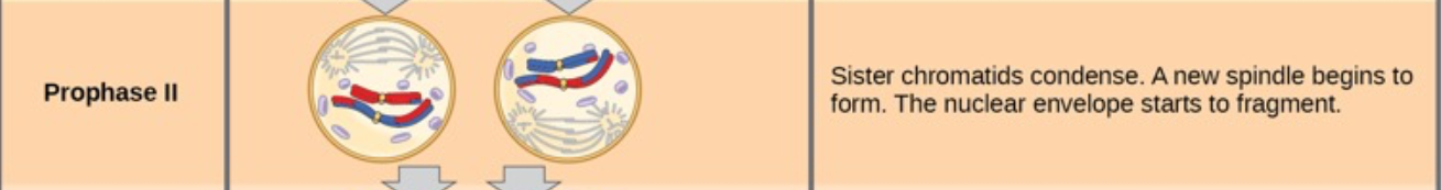 <ul><li><p><strong>first stage of Meiosis II</strong>, which starts after the first cell division of meiosis (Meiosis I).</p></li><li><p>Chromosomes condense again if they had uncoiled after meiosis I.</p></li><li><p>The <strong>nuclear envelope</strong> (if it reformed) <strong>breaks down</strong>.</p></li><li><p><strong>New spindle fibers</strong> form in each haploid cell.</p></li><li><p><strong>Spindle fibers</strong> form and start moving the chromosomes toward the middle of the cell.</p></li><li><p>The <strong>centrosomes</strong> move to opposite poles</p></li></ul><p></p>