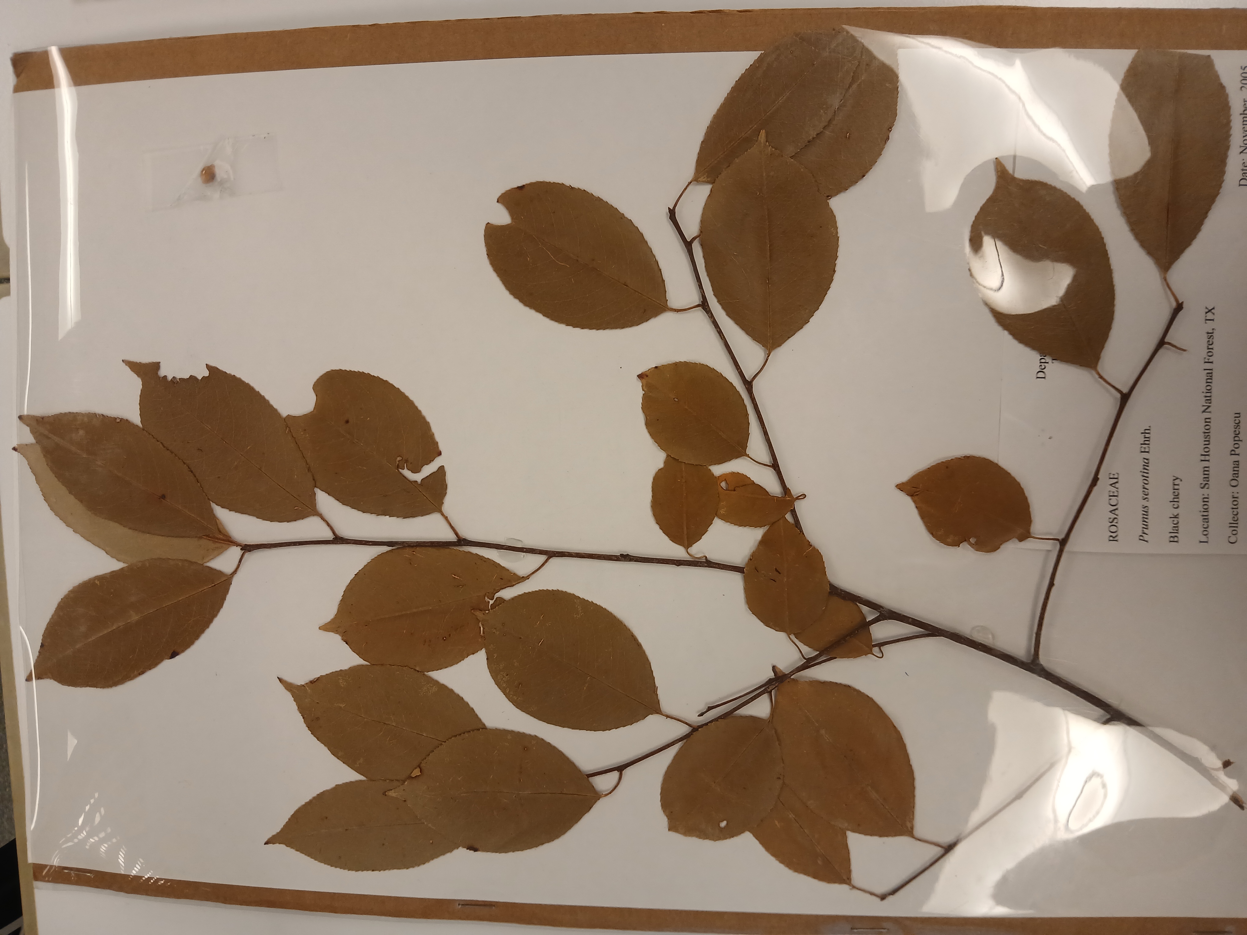 <p><em>Genus & specific epithet</em></p>