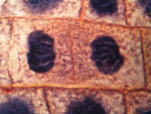 new cell wall forms between the new cells. (cell plate forms)