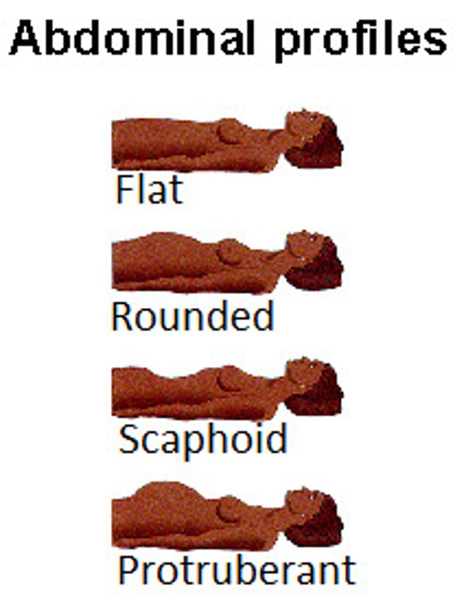 <p>flat, rounded, scaphoid, protuberant</p>