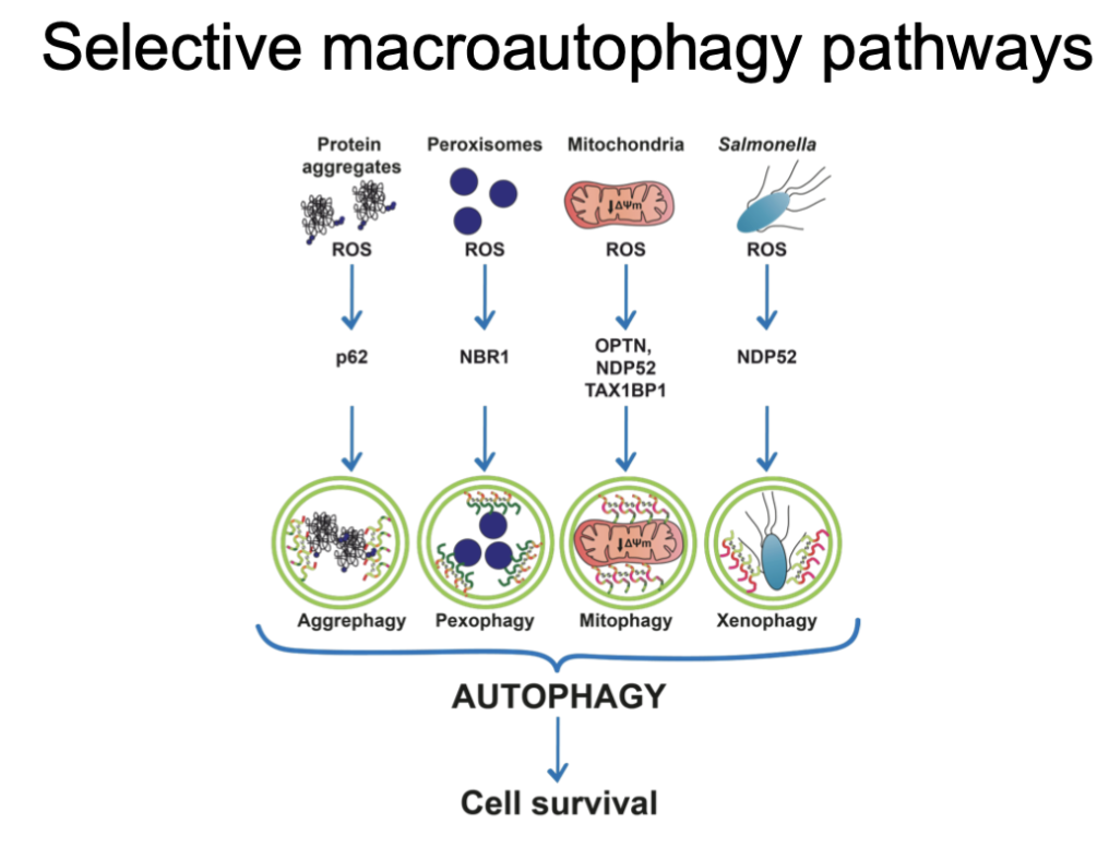 <p class="Paragraph SCXO124943851 BCX0" style="text-align: left;">through selective macroautophagy pathways</p><ul><li><p class="Paragraph SCXO124943851 BCX0" style="text-align: left;"><span style="background-color: inherit; line-height: 22px; color: windowtext;"><span>Can pick up things that are undesirable </span></span><span style="line-height: 22px; color: windowtext;"><span> </span></span></p></li><li><p class="Paragraph SCXO124943851 BCX0" style="text-align: left;"><span style="background-color: inherit; line-height: 22px; color: windowtext;"><span>Broken or dangerous things- difunctional chromosomes and mitochondria etc</span></span><span style="line-height: 22px; color: windowtext;"><span> </span></span></p></li><li><p class="Paragraph SCXO124943851 BCX0" style="text-align: left;"><span style="background-color: inherit; line-height: 22px; color: windowtext;"><span>Can trigger apoptosis</span></span><span style="line-height: 22px; color: windowtext;"><span> </span></span></p></li></ul><p></p>