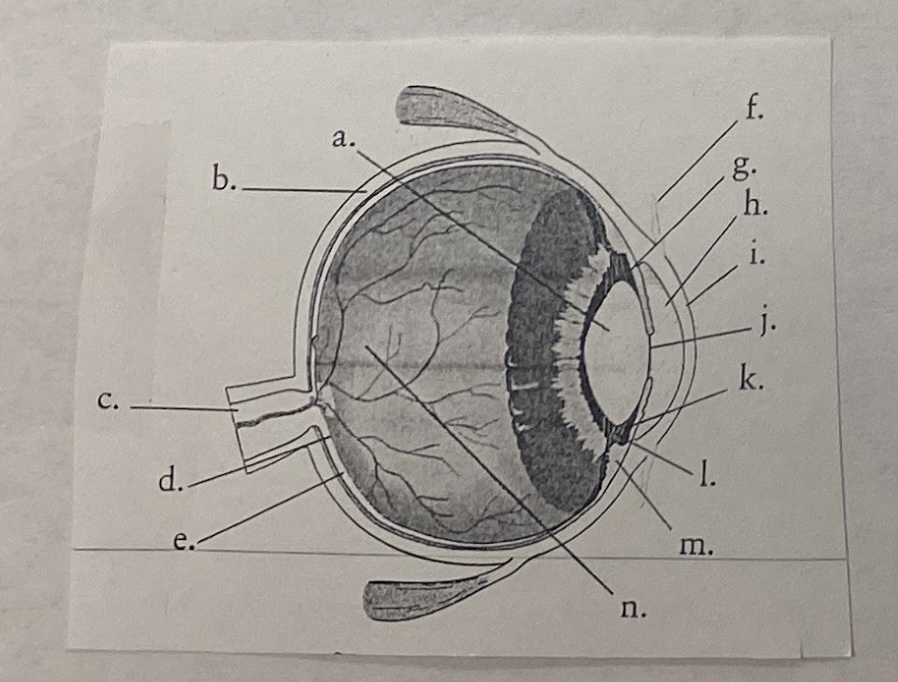 <p>Anatomy of the Eye </p>
