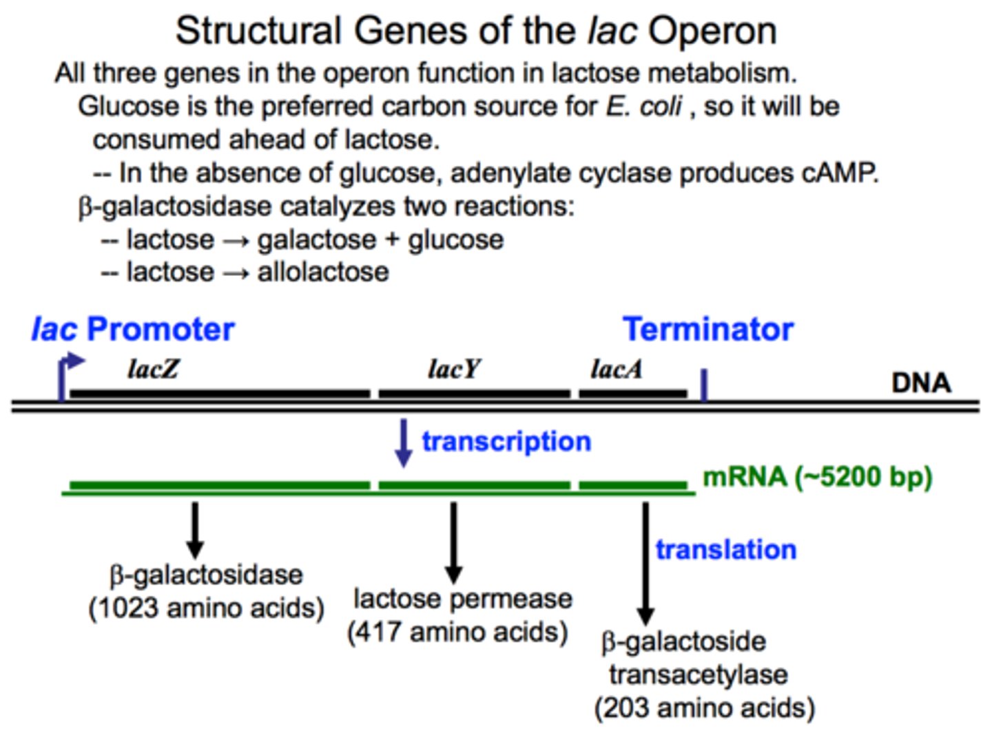 <p>LacZ: Enzyme that breaks down lactose into glucose and galactose</p><p>LacY: Permease or channel that allows lactose into the cell</p>