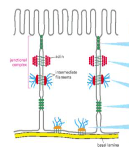 <p>Adherens junction (Epithelial)</p>