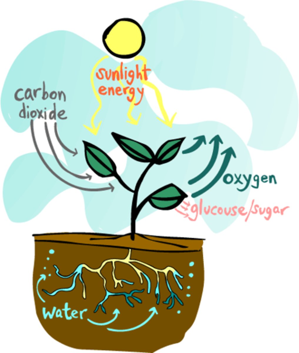 <p>plants use the sun's energy to convert water and carbon dioxide into sugars</p>