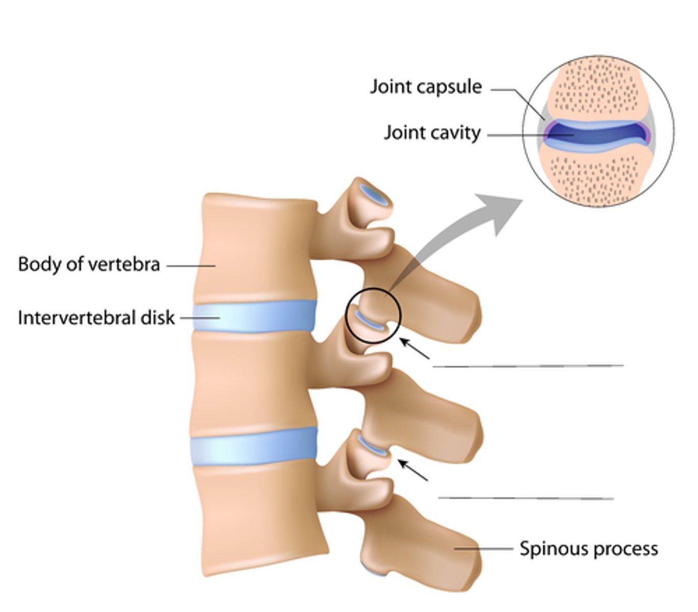 <p>bilateral between superior and inferior facets</p><p>synovial</p>