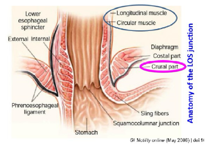 <p><span>Longitudinal and circular muscles&nbsp;</span></p>