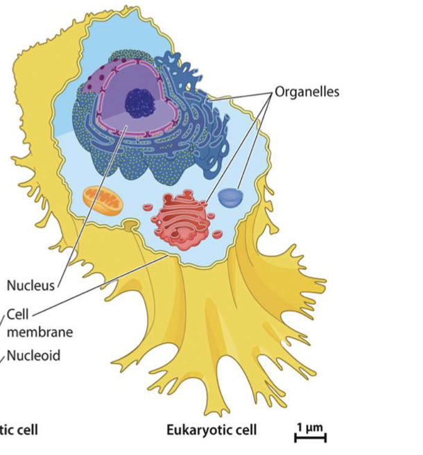 <ul><li><p>Has a nucleus</p></li><li><p>Has specific organelles that carry out basic fns of life</p></li><li><p>Large (10-20 micrometers)</p></li><li><p>Sterols</p></li></ul>