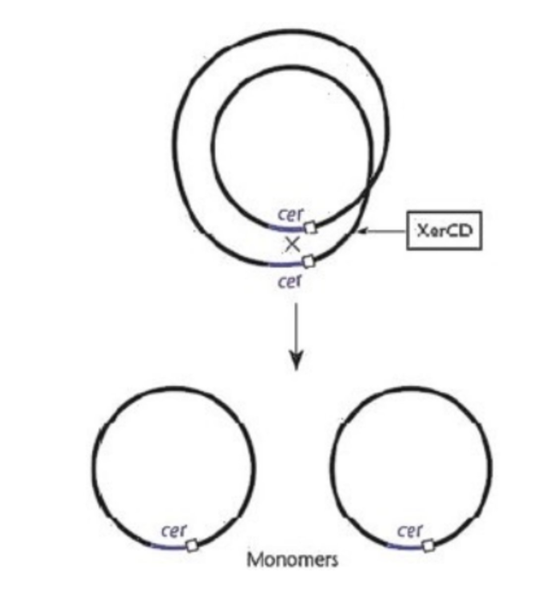 <p>Both plasmids have site-specific recombination available, however the F plasmid encodes its own recombinase (ResD acts at fcr location), whereas ColE1 requires XerCD (acts at cer) which is encoded for by the host cell chromosome. ResD and XerCD act on the specific sites to resolve multimers back into monomers.</p>