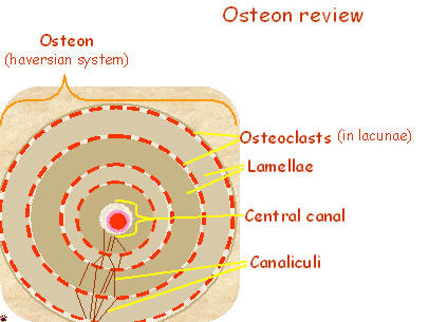 <p>Concentric rings of matrix.</p>
