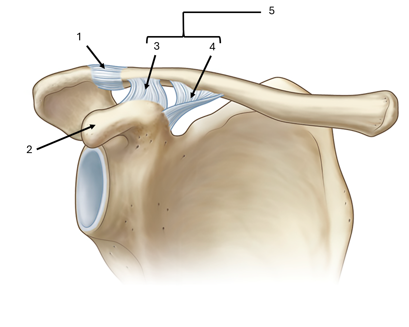 <p>what is label #1 and its classification</p>