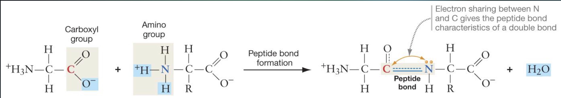 <p>Through a condensation reaction where the carboxyl group of one amino acid reacts with the amino group of another, releasing water.</p>