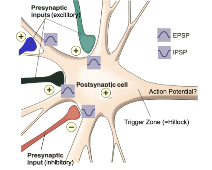 <ul><li><p><span style="background-color: transparent;"><span>Neurons have many synapses with other neurons.</span></span></p></li><li><p><span style="background-color: transparent;"><span>Inhibitory and excitatory neurotransmitters may be released at different synapses, sending inhibitory and excitatory signals to the cell body.</span></span></p></li><li><p><span style="background-color: transparent;"><span>The combination of signals is called summation. The summative effects determine whether neurons are activated or not.</span></span></p></li></ul><p></p>