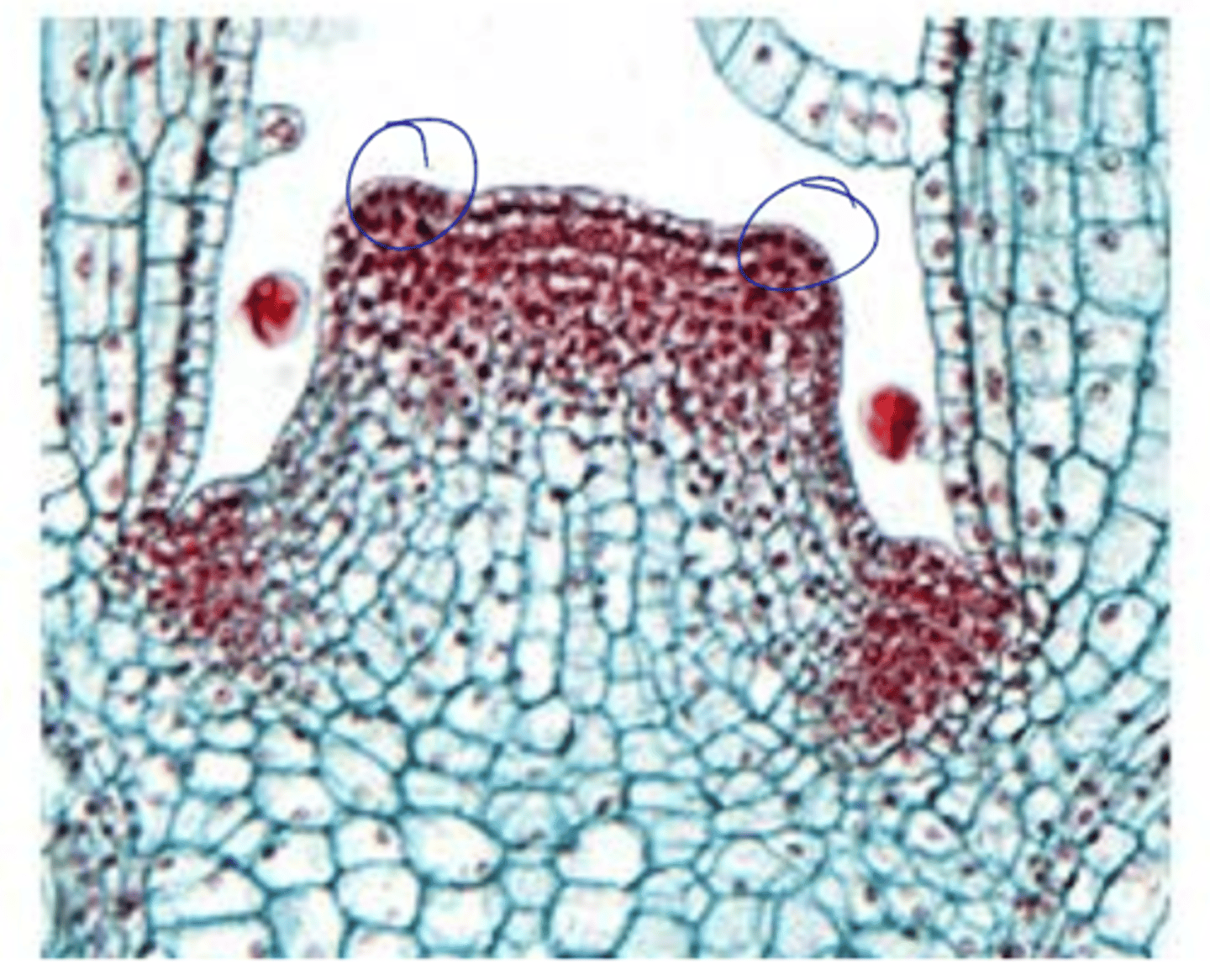 <p>leaf buttress definition</p>