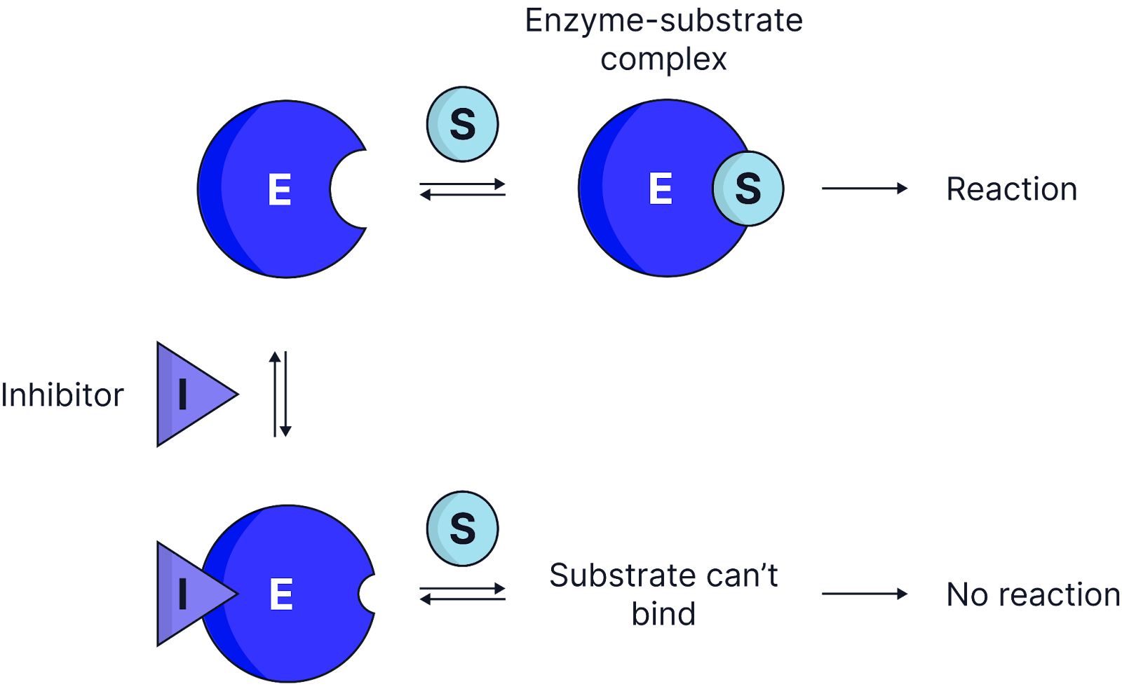 <p><strong>How they work:</strong></p><ul><li><p>Non-competitive inhibitors bind to an&nbsp;<strong>allosteric site</strong> (a site other than the active site) on an enzyme,&nbsp;<strong>altering the enzyme’s tertiary structure</strong>, changing the shape of the active site so the substrate&nbsp;<strong>can no longer bind</strong> to the active site, preventing enzyme-substrate complexes from forming.</p></li></ul><p></p><ul><li><p><strong>Effect on reaction rate:</strong></p><ul><li><p>Increasing substrate concentration&nbsp;<strong>does not</strong> reduce the inhibitor’s effect because the substrate is not in competition with the inhibitor for the enzyme's active site.</p></li><li><p>No matter how high the concentration of substate, some enzymes will always be inhibited by the non-competitive inhibitor.</p></li></ul></li></ul><p class="helperbird-reading-line-height-22"><strong>Example: Cyanide </strong>inhibits cytochrome c oxidase, an enzyme used in oxidative phosphorylation during aerobic respiration.</p>