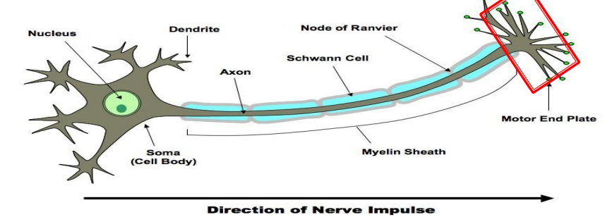 <p>The end of the axon where neurotransmitters are released to communicate with another cell.</p>