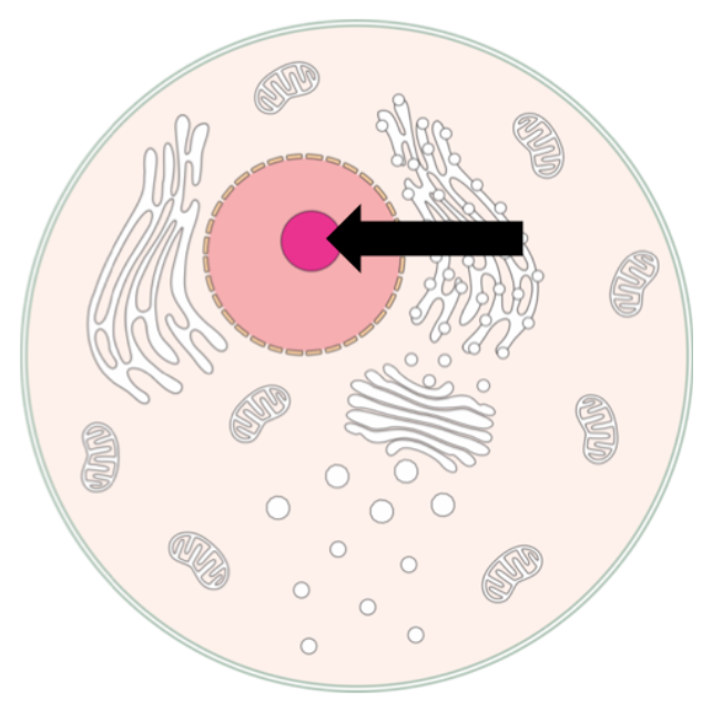 <p>Site of ribosomal RNA synthesis and ribosome assembly within the nucleus.</p>