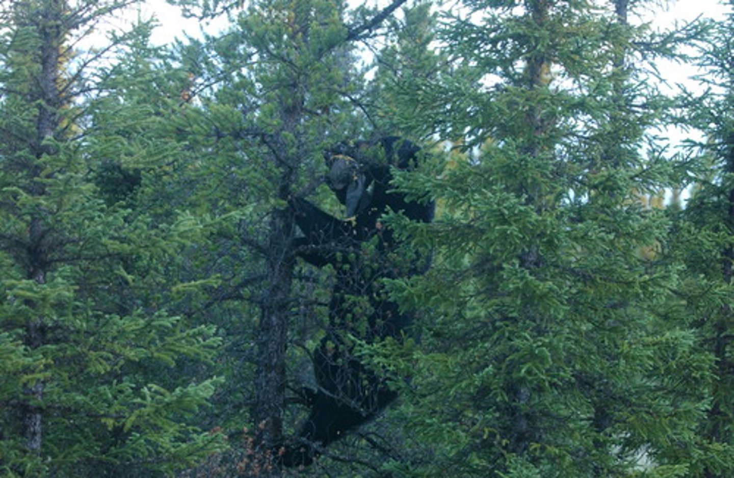 <p>to climb trees</p>