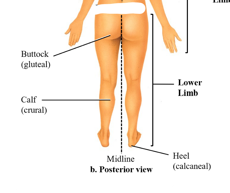 <ol><li><p>buttock (gluteal)</p></li><li><p>calf (crural)</p></li><li><p>heel (calcaneal)</p></li></ol><p></p>