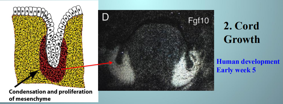 <p>bud growing into ECM bc of FGF from ECM  </p>