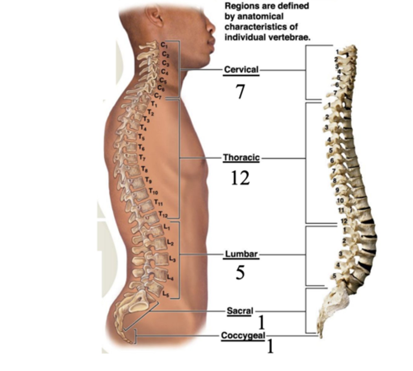 <p>regions are defined by anatomical characteristics of individual vertebrae</p>