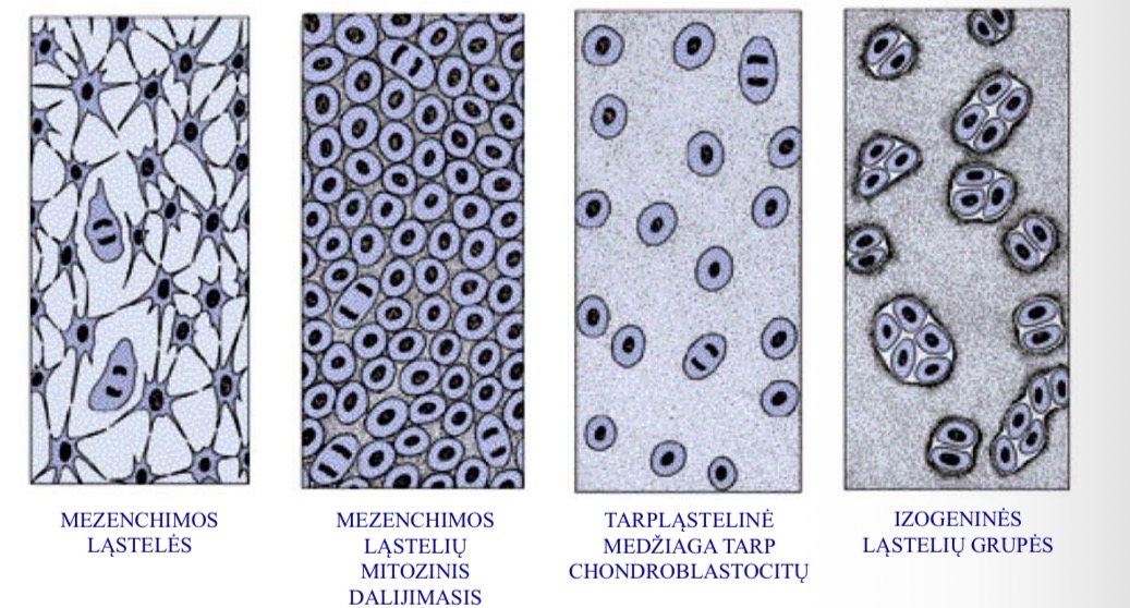 <p>Mezenchimos lasteles mitoziskai dalijasi gavusios signala → praranda iprastine forma, tampa apvaliomis lastelemis → susidaro chondrogenines lasteles → duoda pradzia chondroblastocitu → gamina tarplasteline medz → formuojasi chondrocitu izogenines grupes → dar daugeja tarplastelines medz, kremzle auga → susiformuoja antkremzlis</p>
